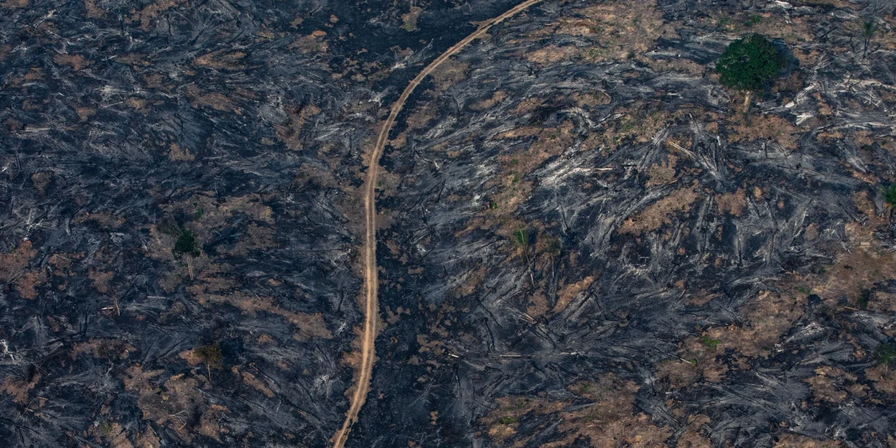 Who’s Burning the Amazon? Rampant Capitalism