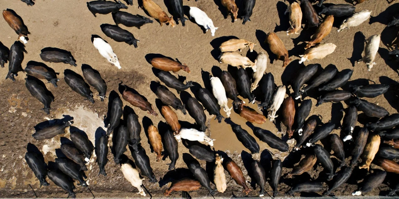 We’re Eating This Planet to Death