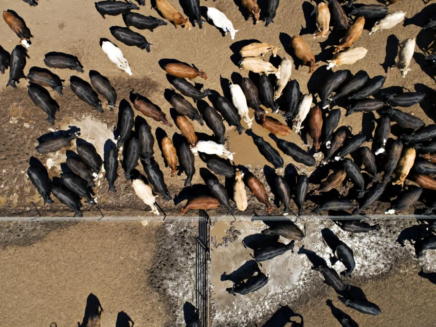 We’re Eating This Planet to Death