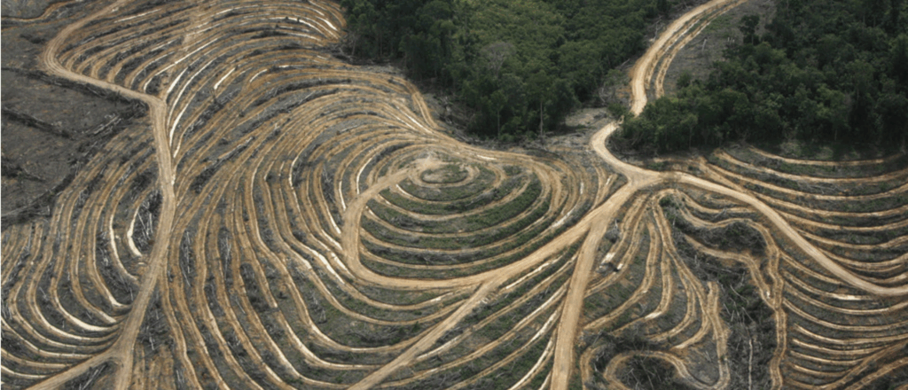 This app lets you plant trees to fight deforestation