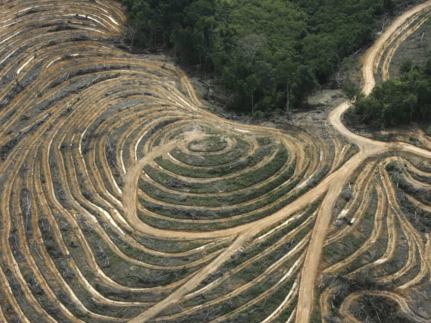 This app lets you plant trees to fight deforestation