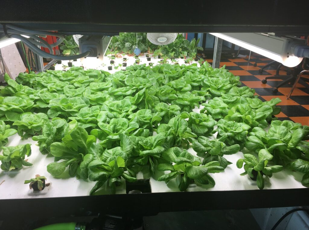 How Hydroponic School Gardens Can Cultivate Food Justice, Year-Round