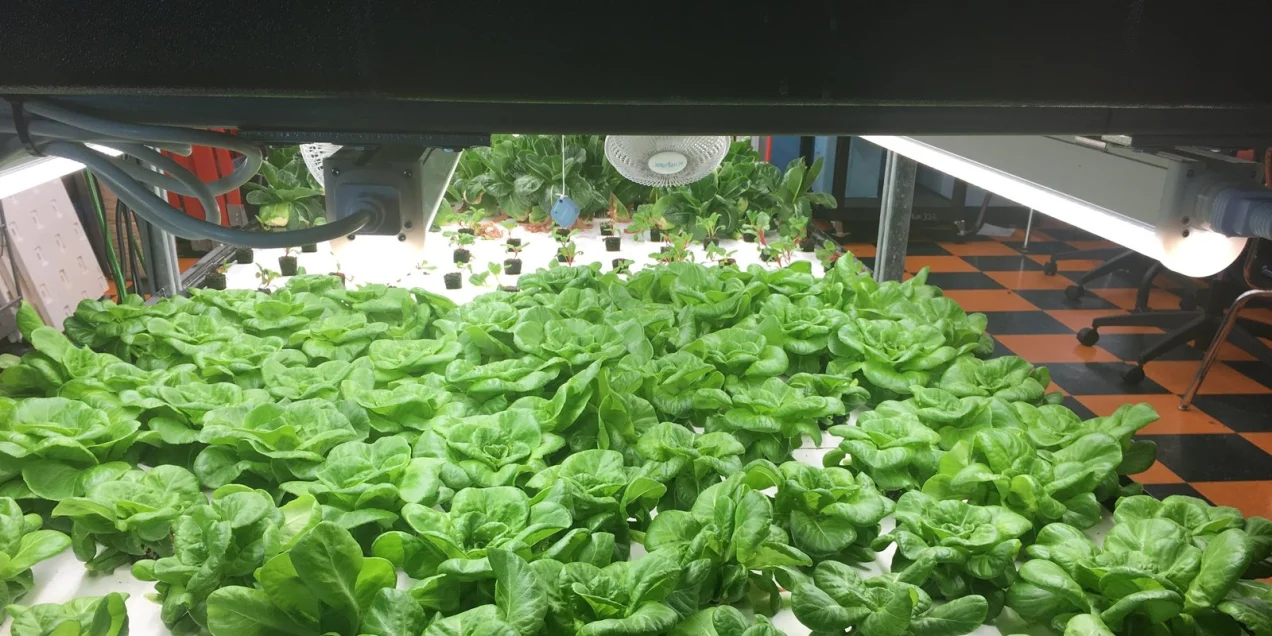 How Hydroponic School Gardens Can Cultivate Food Justice, Year-Round