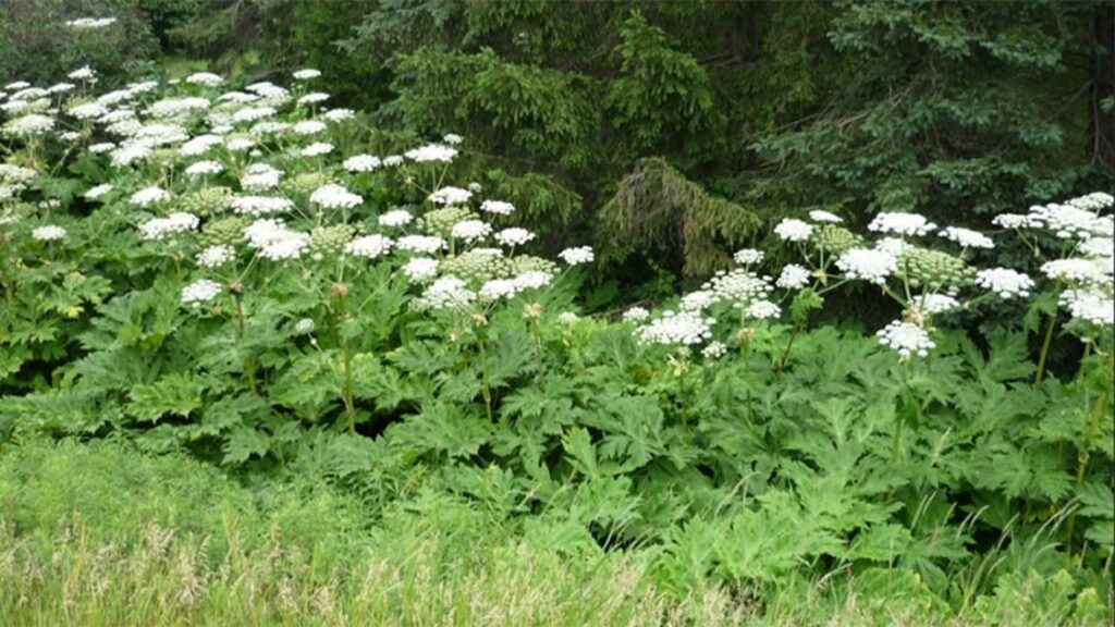 Invasive plant that causes 3rd-degree burns, permanent blindness discovered in Virginia