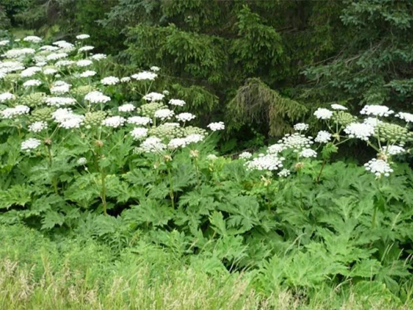 Invasive plant that causes 3rd-degree burns, permanent blindness discovered in Virginia