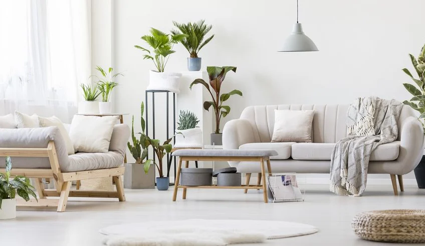 12 Houseplants That Purify Your Home’s Air