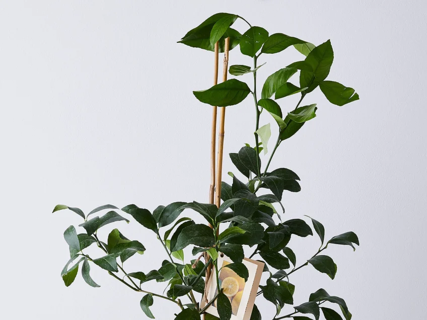 9 Types of Indoor Fruit Trees You Can Grow in Your Living Room