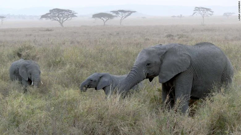 Human activity has wiped out two-thirds of world’s wildlife since 1970, landmark report says