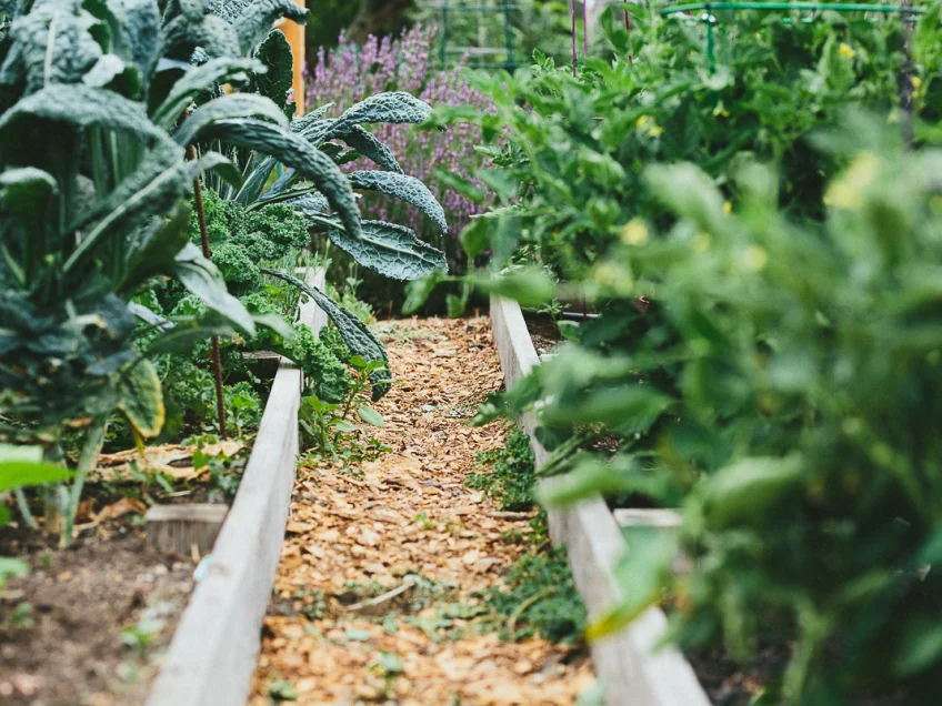 How to Start a No Dig Garden