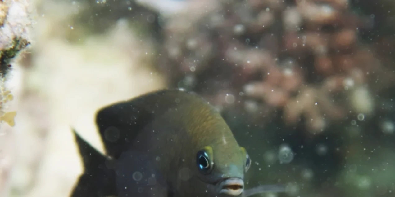 Farmer fish become first animal found domesticating another species