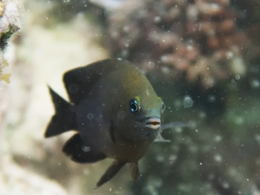 Farmer fish become first animal found domesticating another species