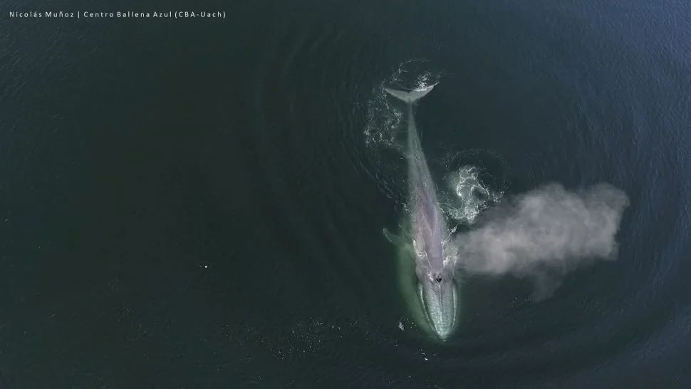 Stressful animation shows blue whale dodging hundreds of ships while trying to feed