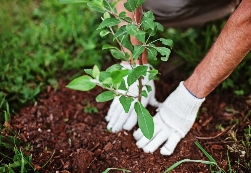 ONE TREE PLEDGE OFFERS BUILDERS AN EASY WAY TO REDUCE CARBON EMISSIONS