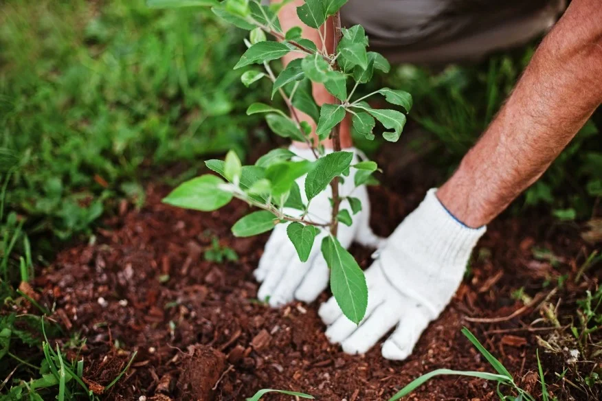 ONE TREE PLEDGE OFFERS BUILDERS AN EASY WAY TO REDUCE CARBON EMISSIONS