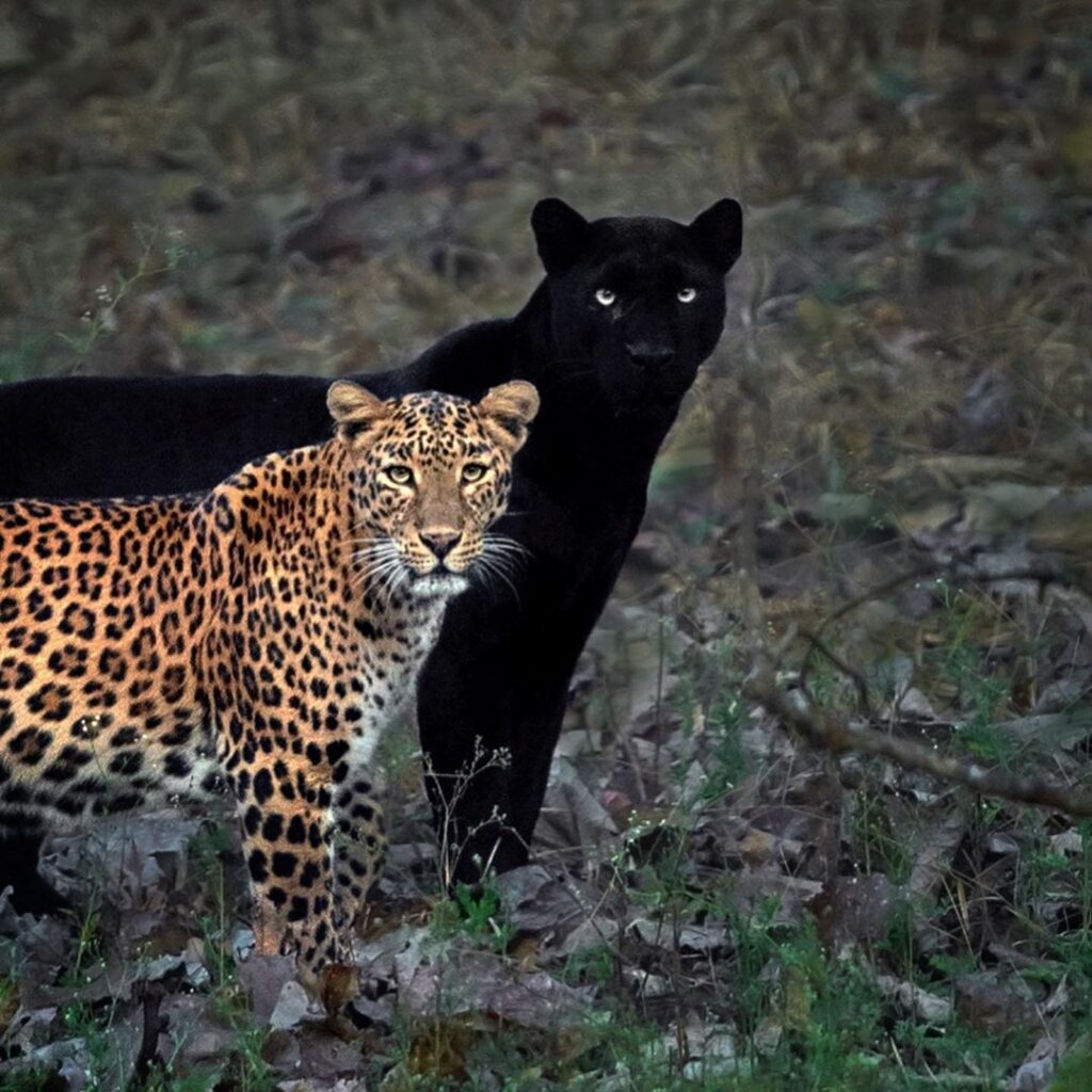 Photographer Waits 6 Days to Capture Perfect Moment Between Big Cat Couple