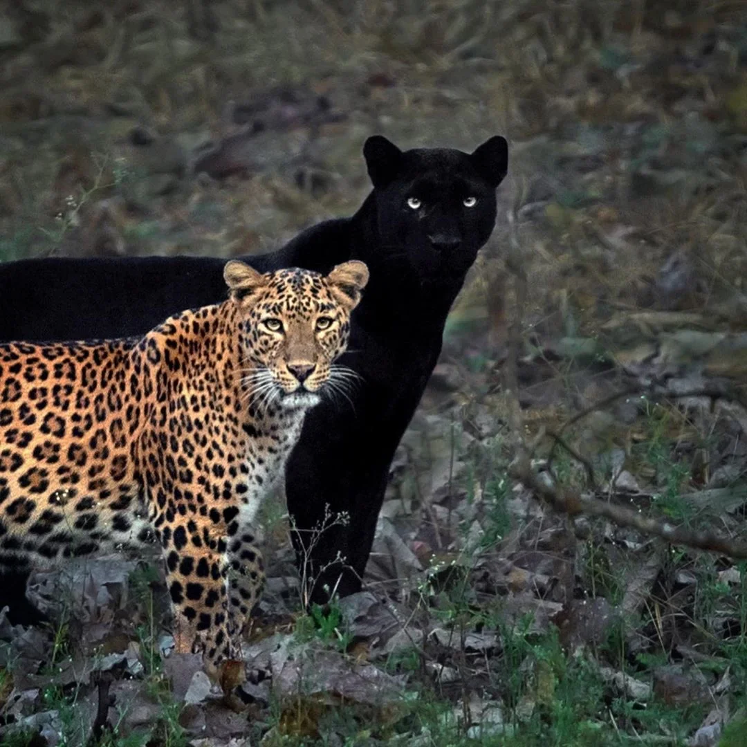 Photographer Waits 6 Days to Capture Perfect Moment Between Big Cat Couple