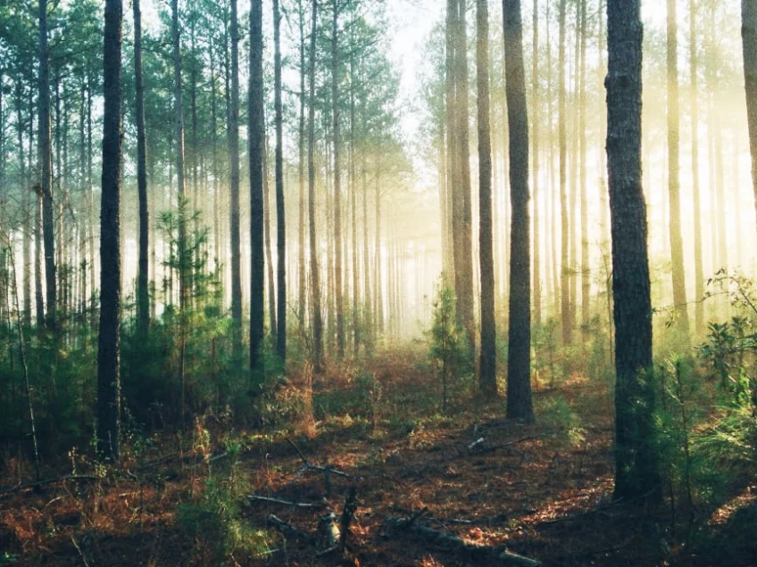 Map: Here’s where we could plant 68 billion trees in the U.S.