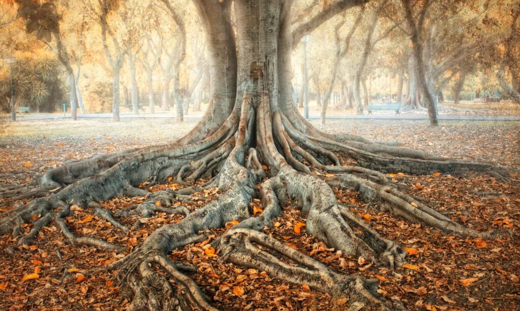 Should this tree have the same rights as you?