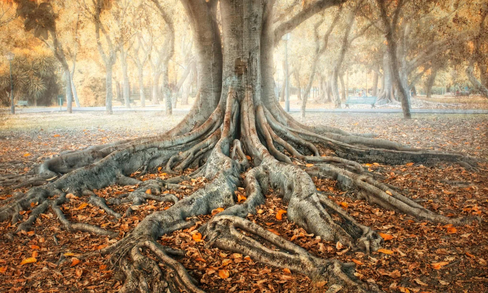 Should this tree have the same rights as you?