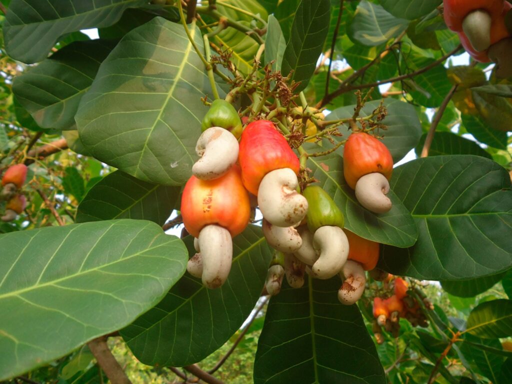 Once You See How Cashews Grow, You’ll Never See Them the Same Way Again