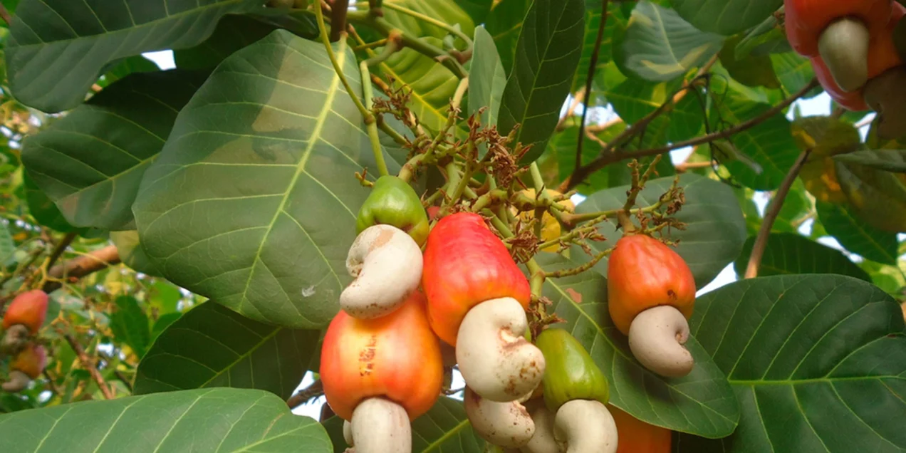 Once You See How Cashews Grow, You’ll Never See Them the Same Way Again