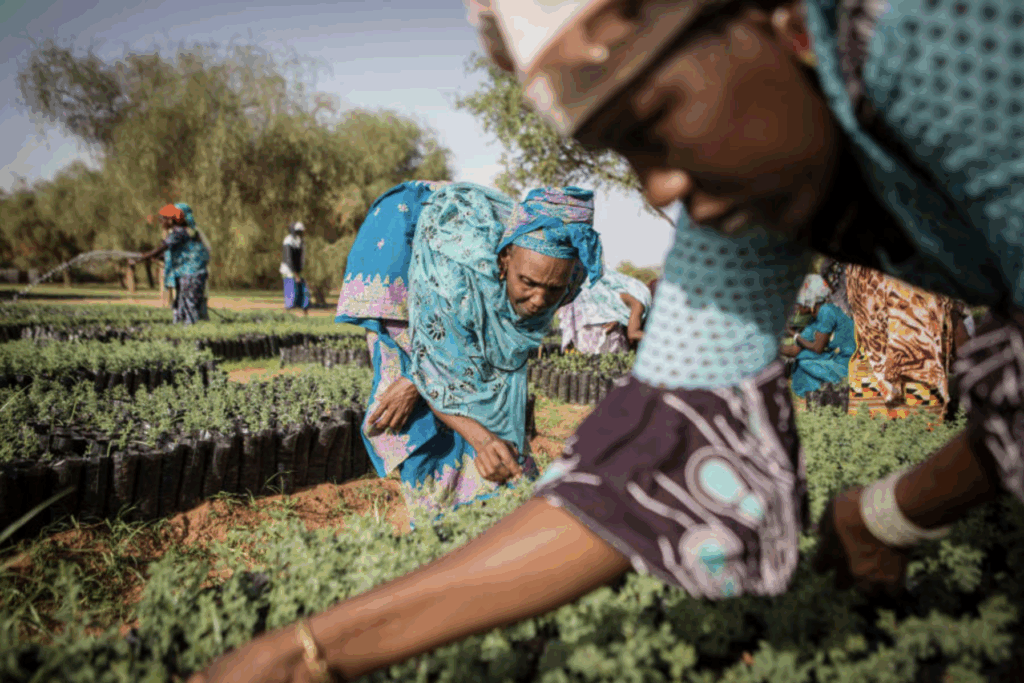 The Great Green Wall: A mission to build a wall of vegetation that spans the width of Africa