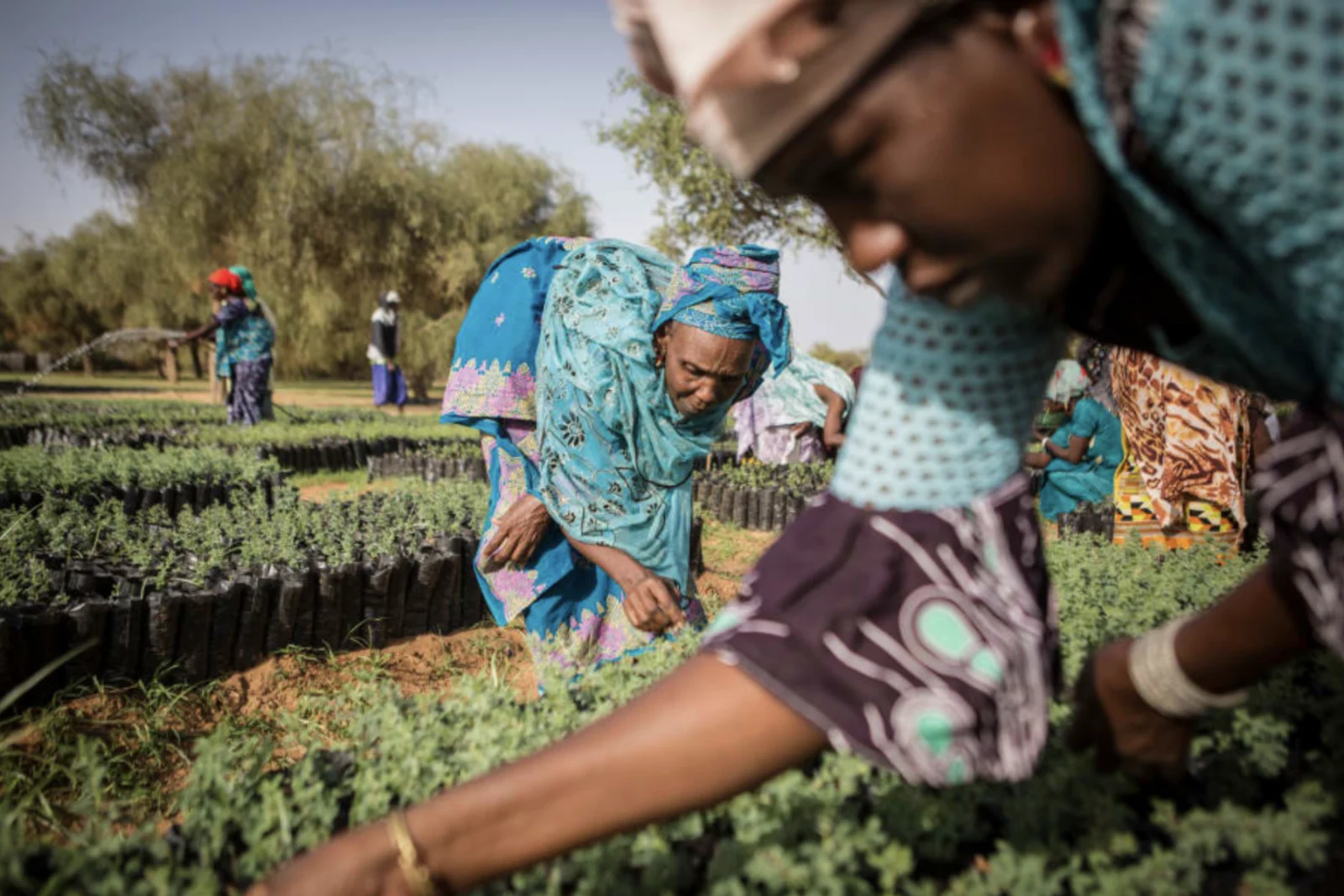 The Great Green Wall: A mission to build a wall of vegetation that spans the width of Africa
