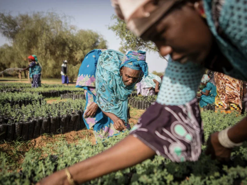 The Great Green Wall: A mission to build a wall of vegetation that spans the width of Africa