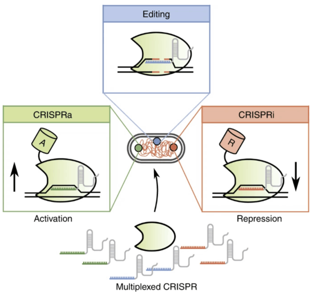 Multiplexed CRISPR technologies for gene editing and transcriptional regulation