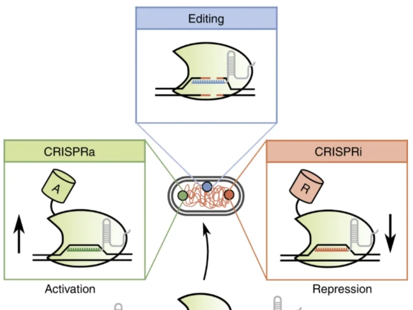 Multiplexed CRISPR technologies for gene editing and transcriptional regulation