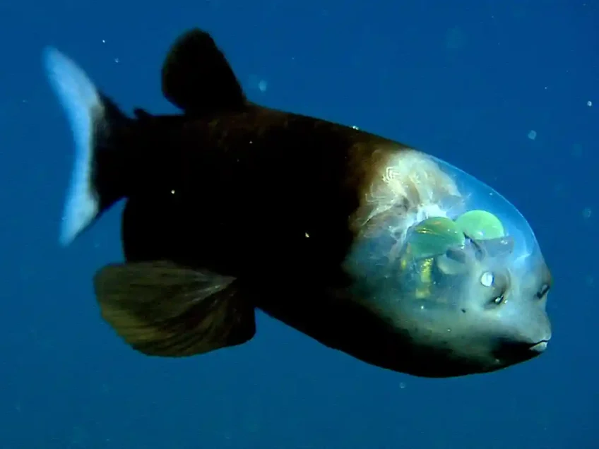 Discovered in the deep: the incredible fish with a transparent head