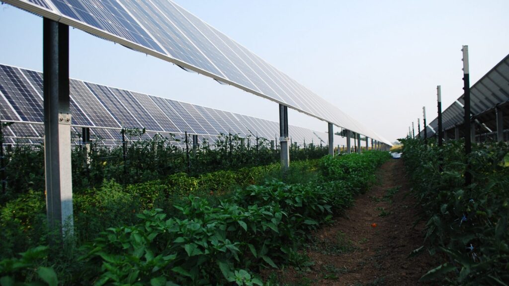 Agrivoltaic solar farms offer “shocking” benefits beyond producing energy￼