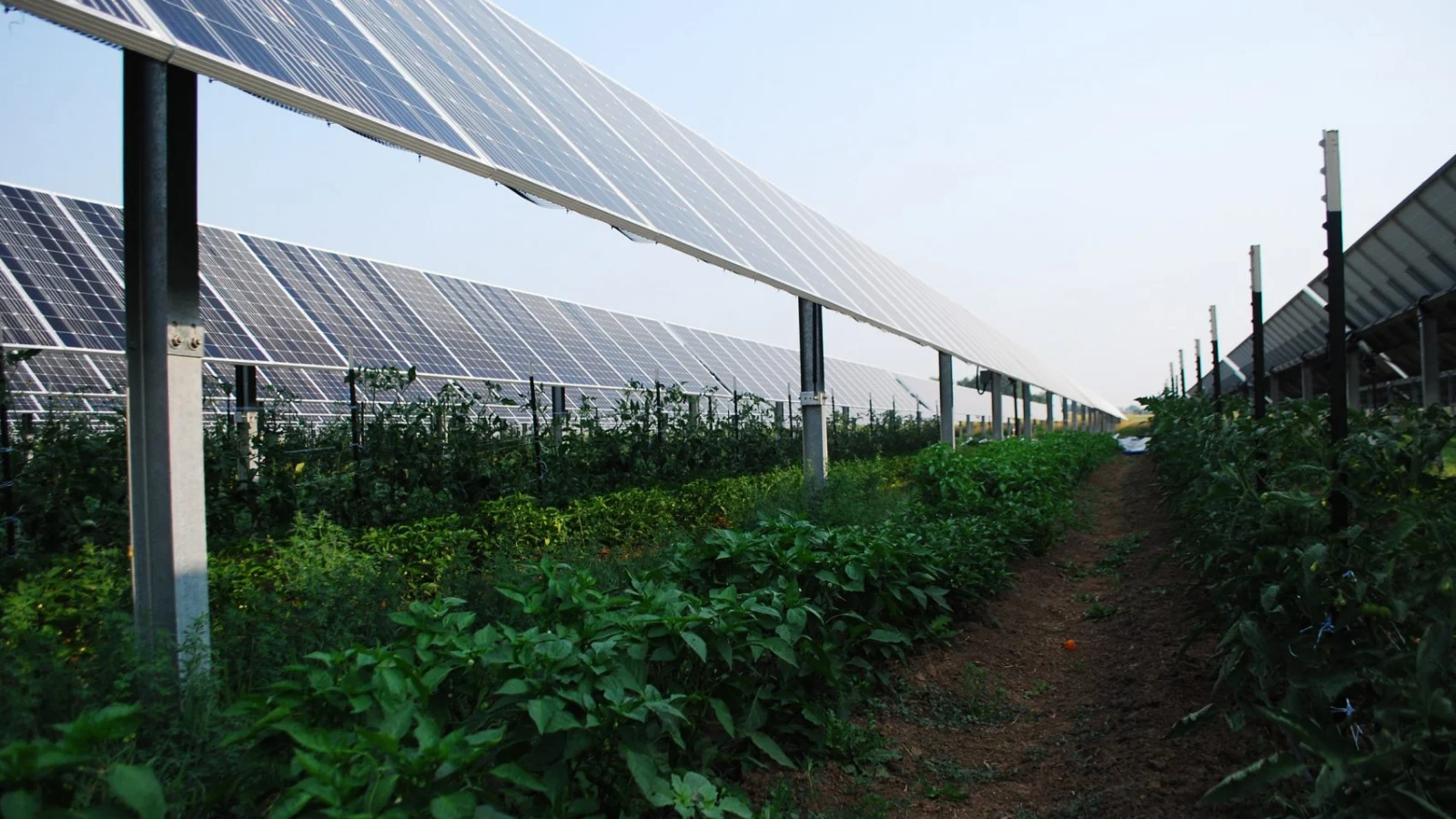 Agrivoltaic solar farms offer “shocking” benefits beyond producing energy￼