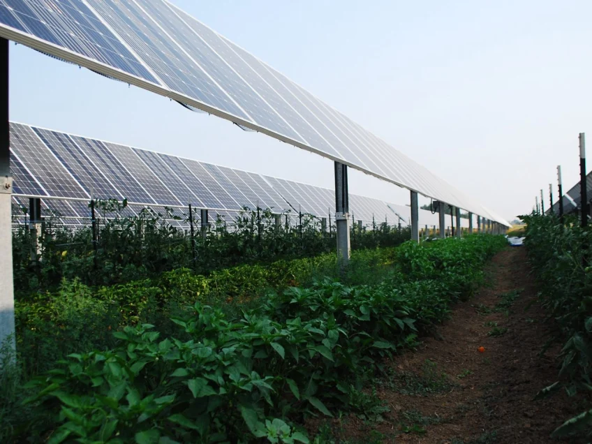 Agrivoltaic solar farms offer “shocking” benefits beyond producing energy￼