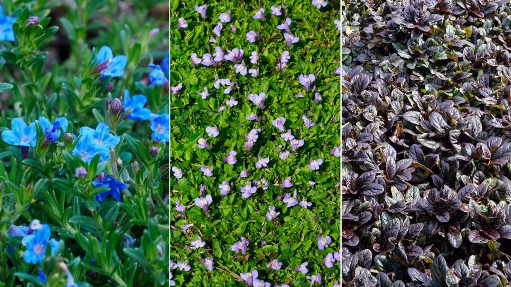 Walkable ground cover plants: 11 path and lawn options ￼