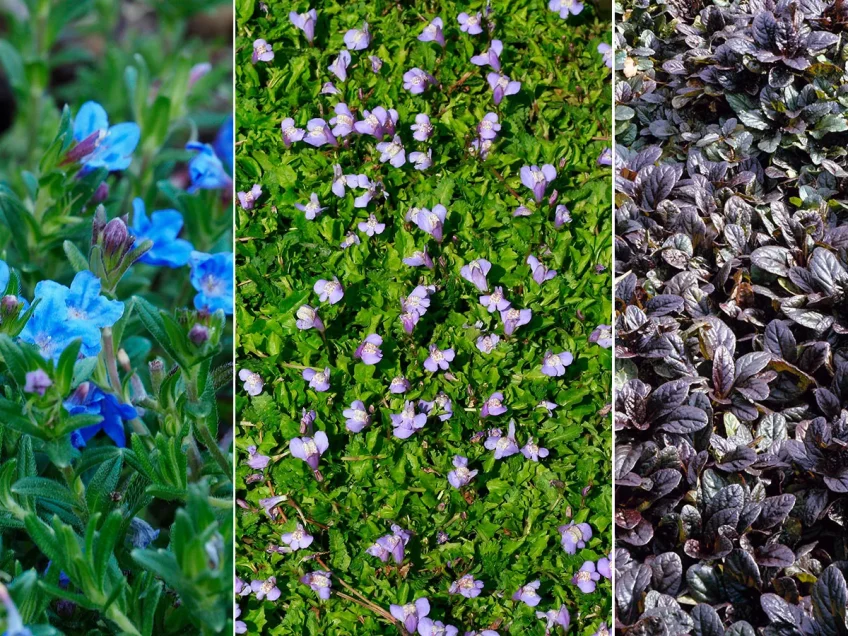 Walkable ground cover plants: 11 path and lawn options ￼