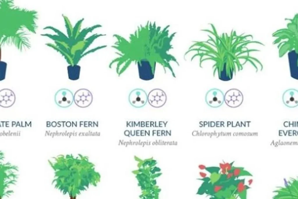 NASA says these are the best plants to filter the air in your home￼