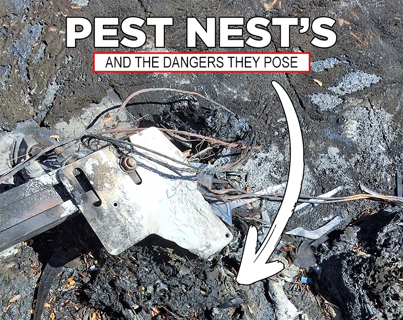 Squirrels Nearly Burned This House Down—Here’s How to Stop It From Happening to You
