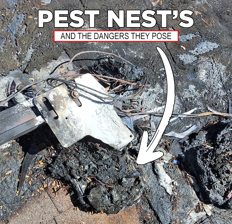 Squirrels Nearly Burned This House Down—Here’s How to Stop It From Happening to You