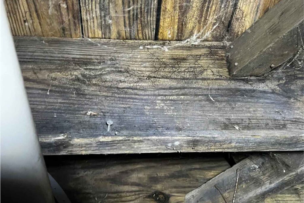 Is this mold in my crawlspace bad?