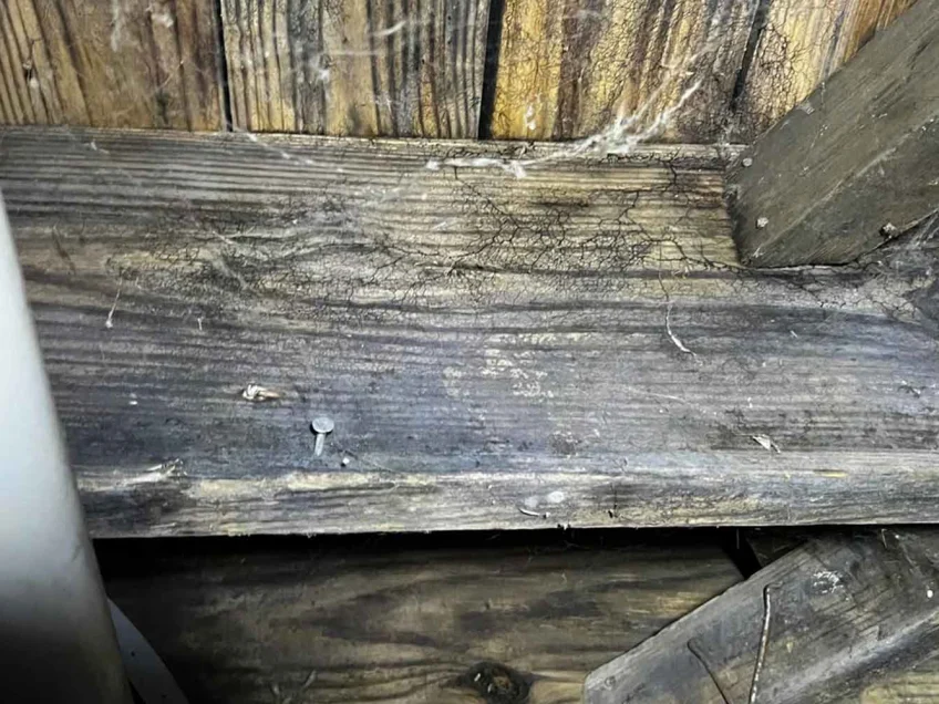 Is this mold in my crawlspace bad?